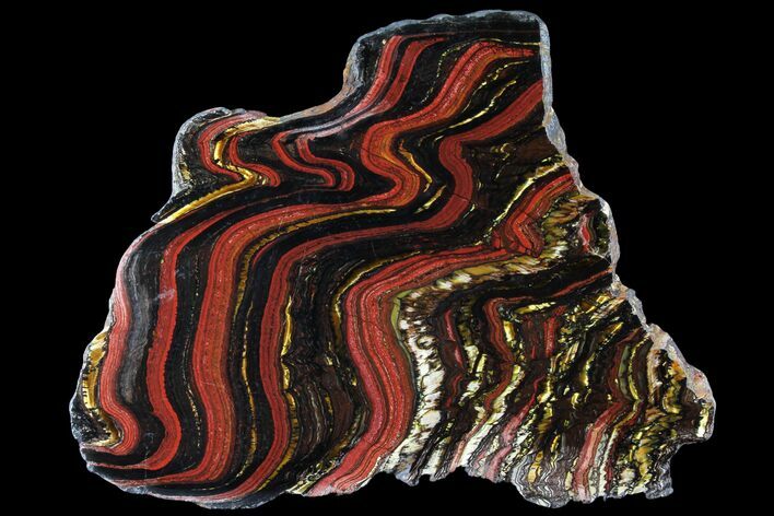 Polished Tiger Iron Stromatolite - ( Billion Years) #95893
